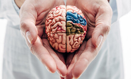 Hände halten ein Modell des Gehirns