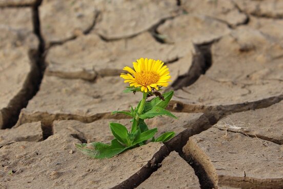 Gelbe Blume im Asphalt als Symbol für Resilienz